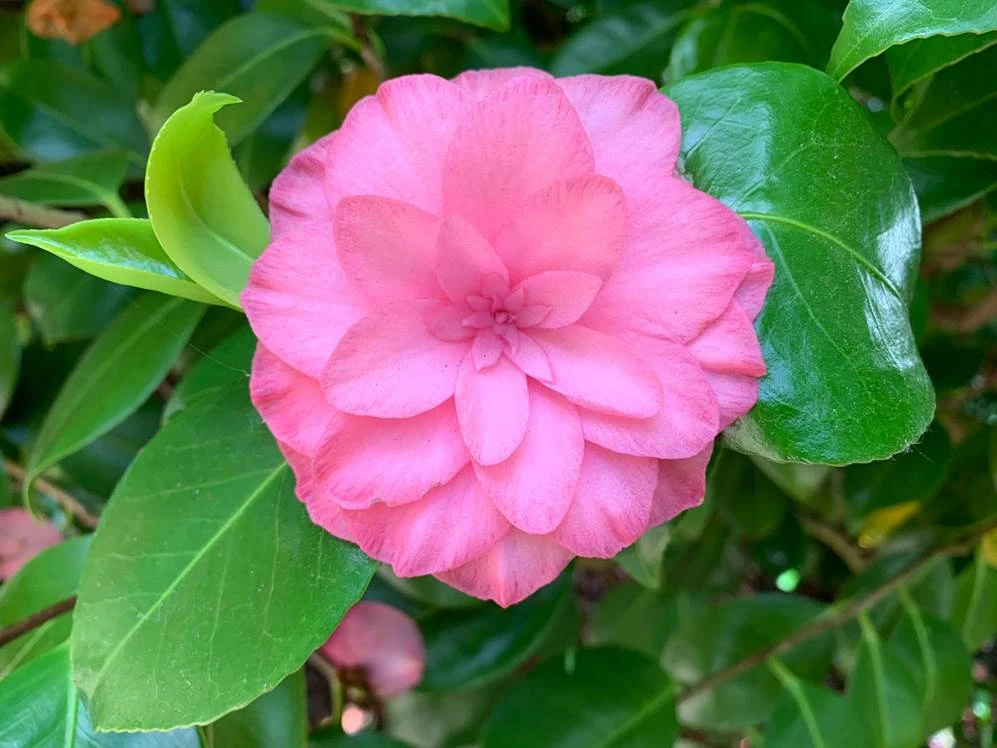 Mathotiana Rosea
